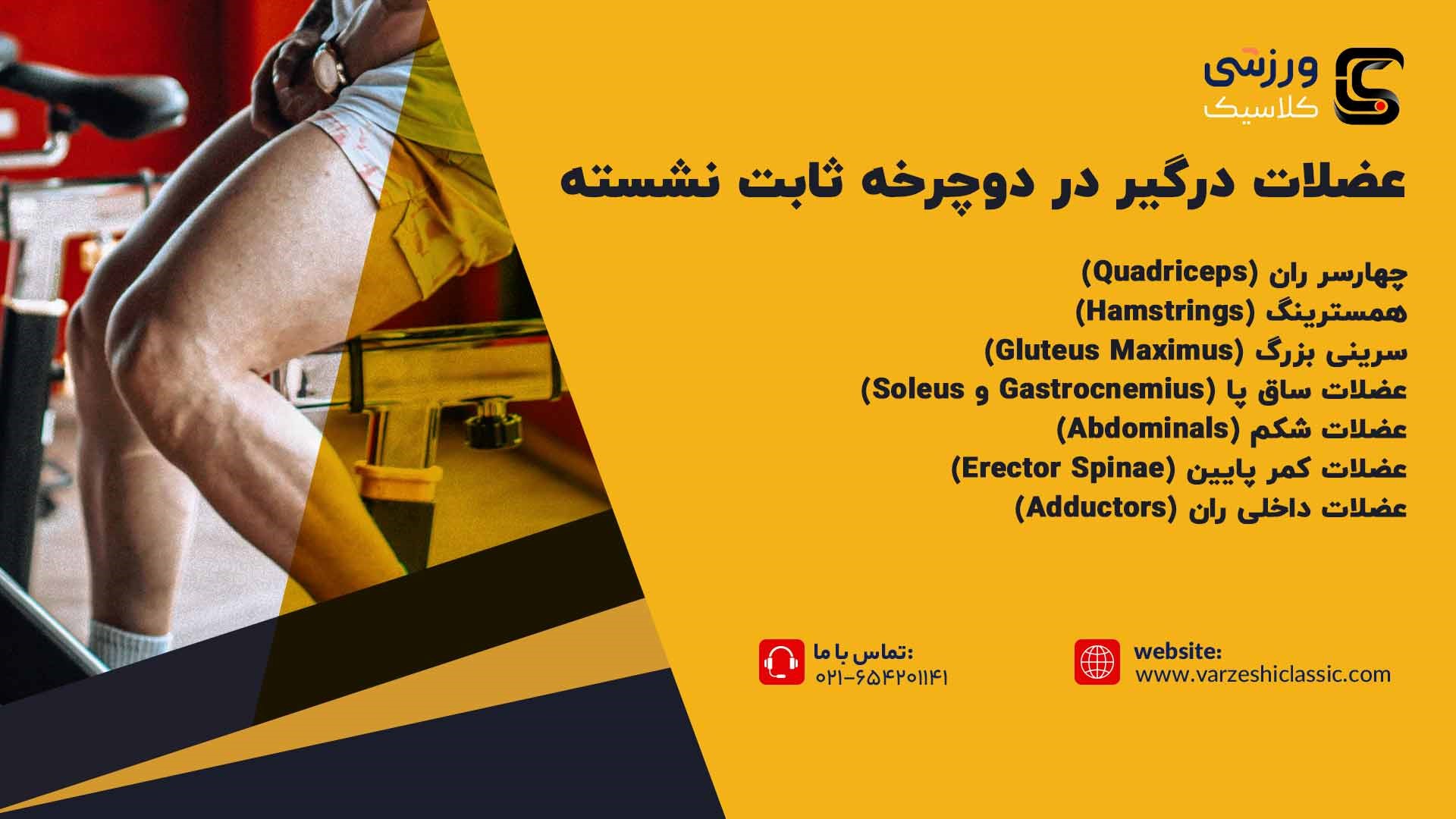 عضلات درگیر در دوچرخه ثابت نشسته